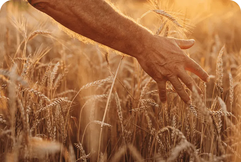 filière blé selectionné main dans un champ